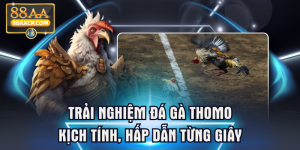 Trải Nghiệm Đá Gà Thomo Kịch Tính, Hấp Dẫn Từng Giây