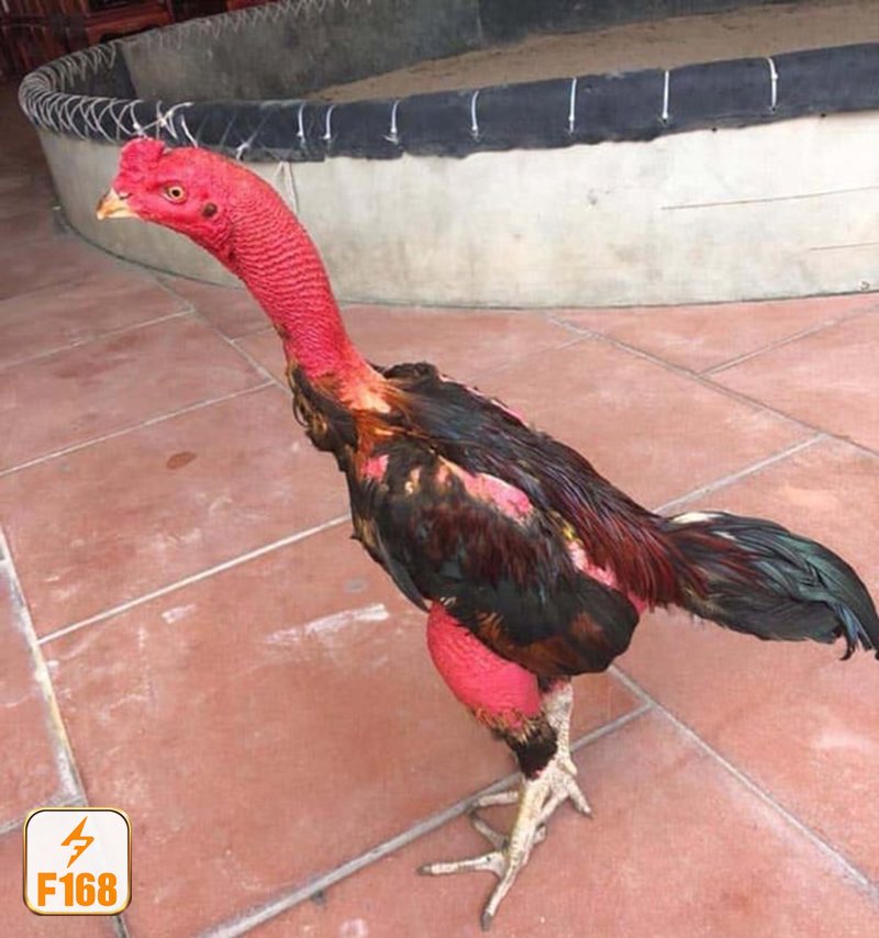 Đá gà đòn - Nguồn gốc và bản chất của bộ môn Đá gà đòn - Nguồn gốc và bản chất của bộ môn