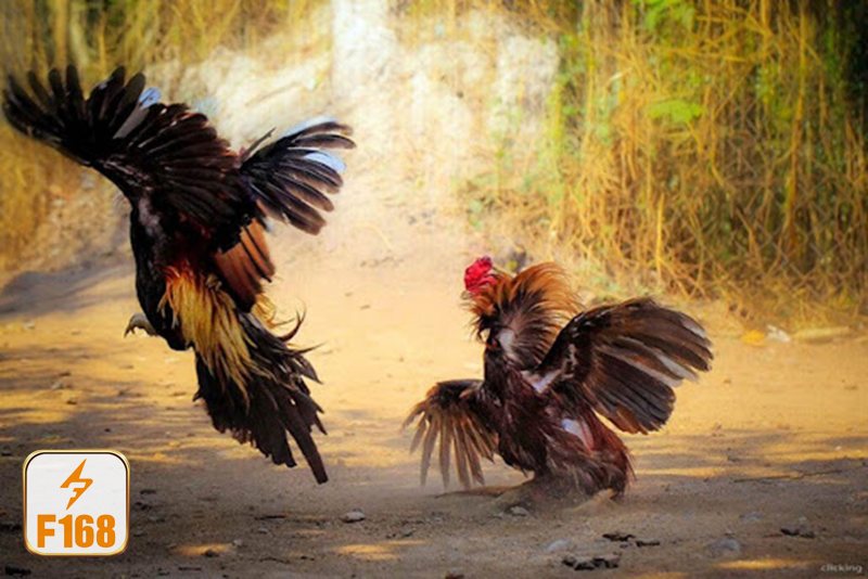 Đá gà đòn - Nhịp đấu kéo dài và thử thách sức bền Đá gà đòn - Nhịp đấu kéo dài và thử thách sức bền