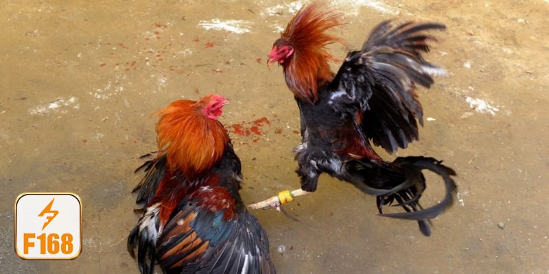 Đá gà f168 - Không gian theo dõi trận đấu chân thực và dễ nắm bắt Đá gà f168 - Không gian theo dõi trận đấu chân thực và dễ nắm bắt