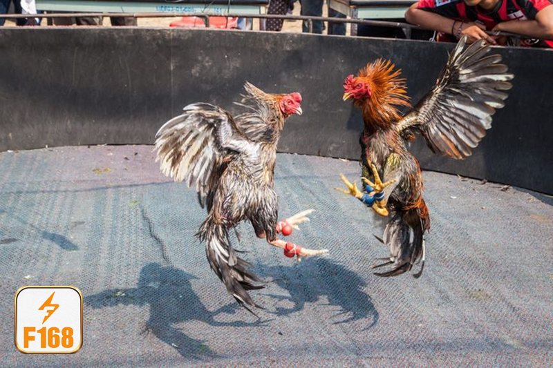 Đá gà tre - Nhìn thể trạng để đọc phần nào phong độ Đá gà tre - Nhìn thể trạng để đọc phần nào phong độ