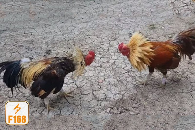 Đá gà f168 - Thomo hấp dẫn bởi sức bền và độ lì đòn Đá gà f168 - Thomo hấp dẫn bởi sức bền và độ lì đòn